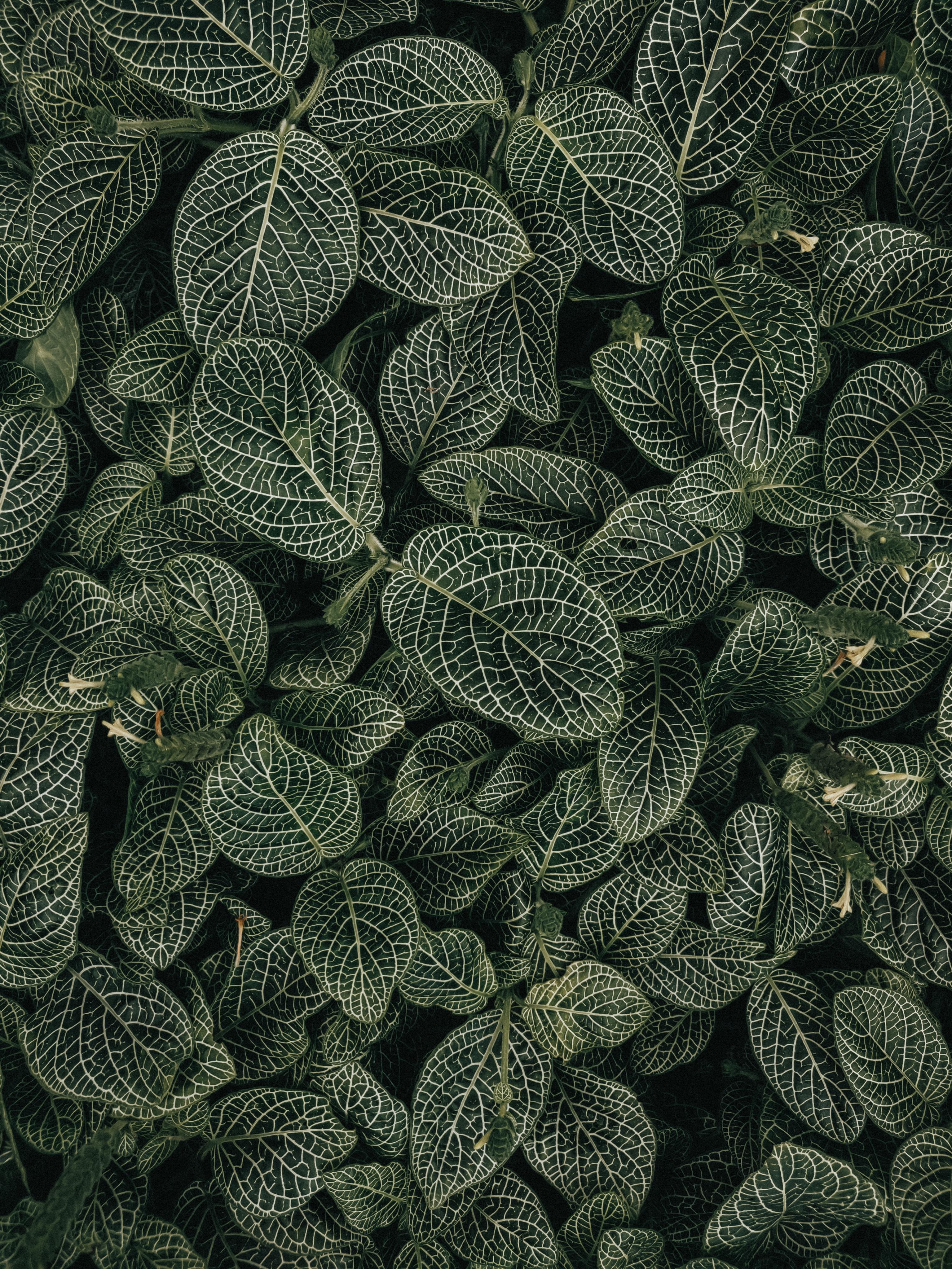 deep-green-leaves-white-veins.jpg